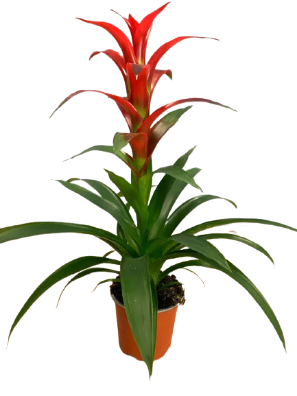 Guzmania czerwone 55cm cena