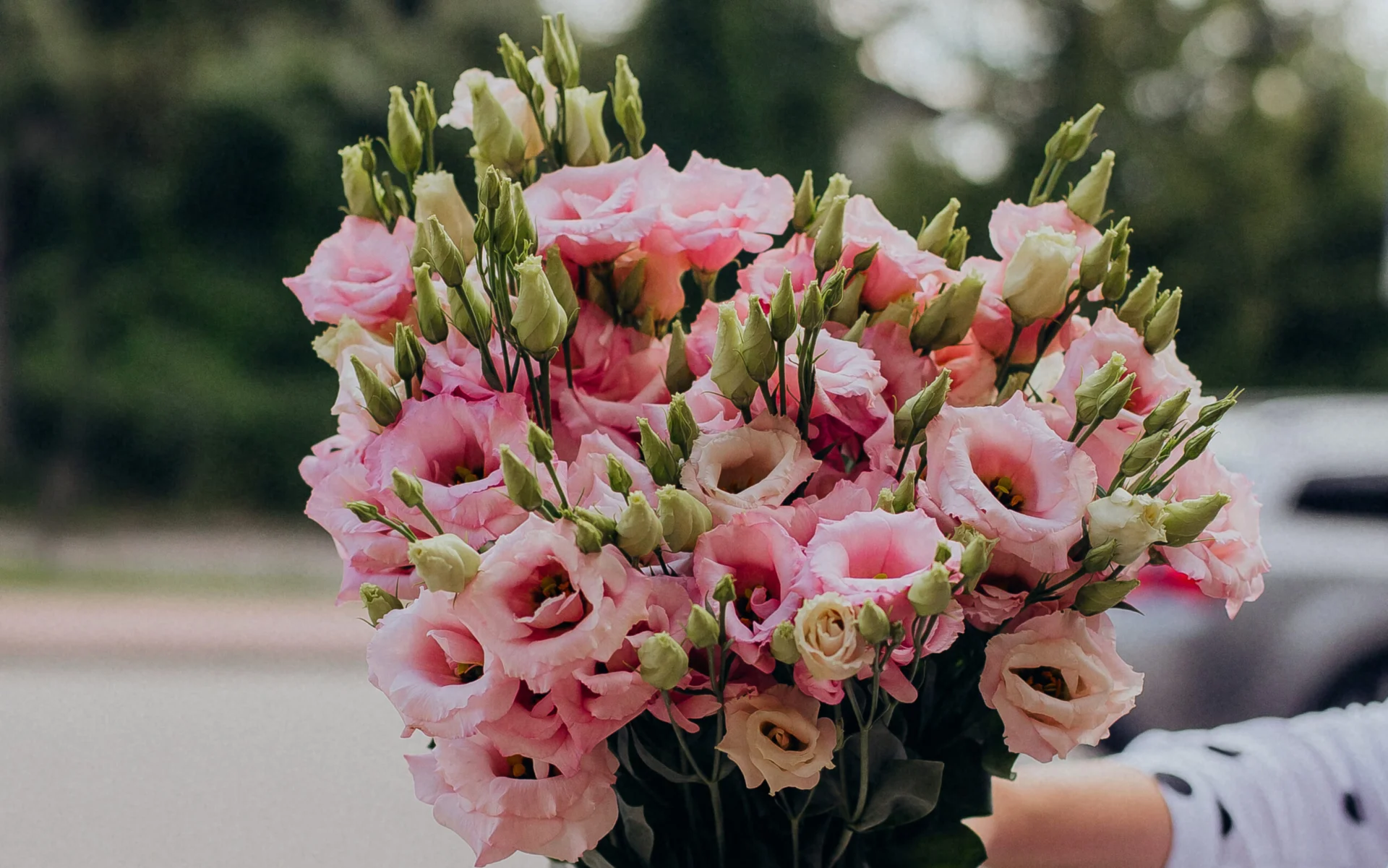 Eustoma cięta – Elegancja w każdym detalu.