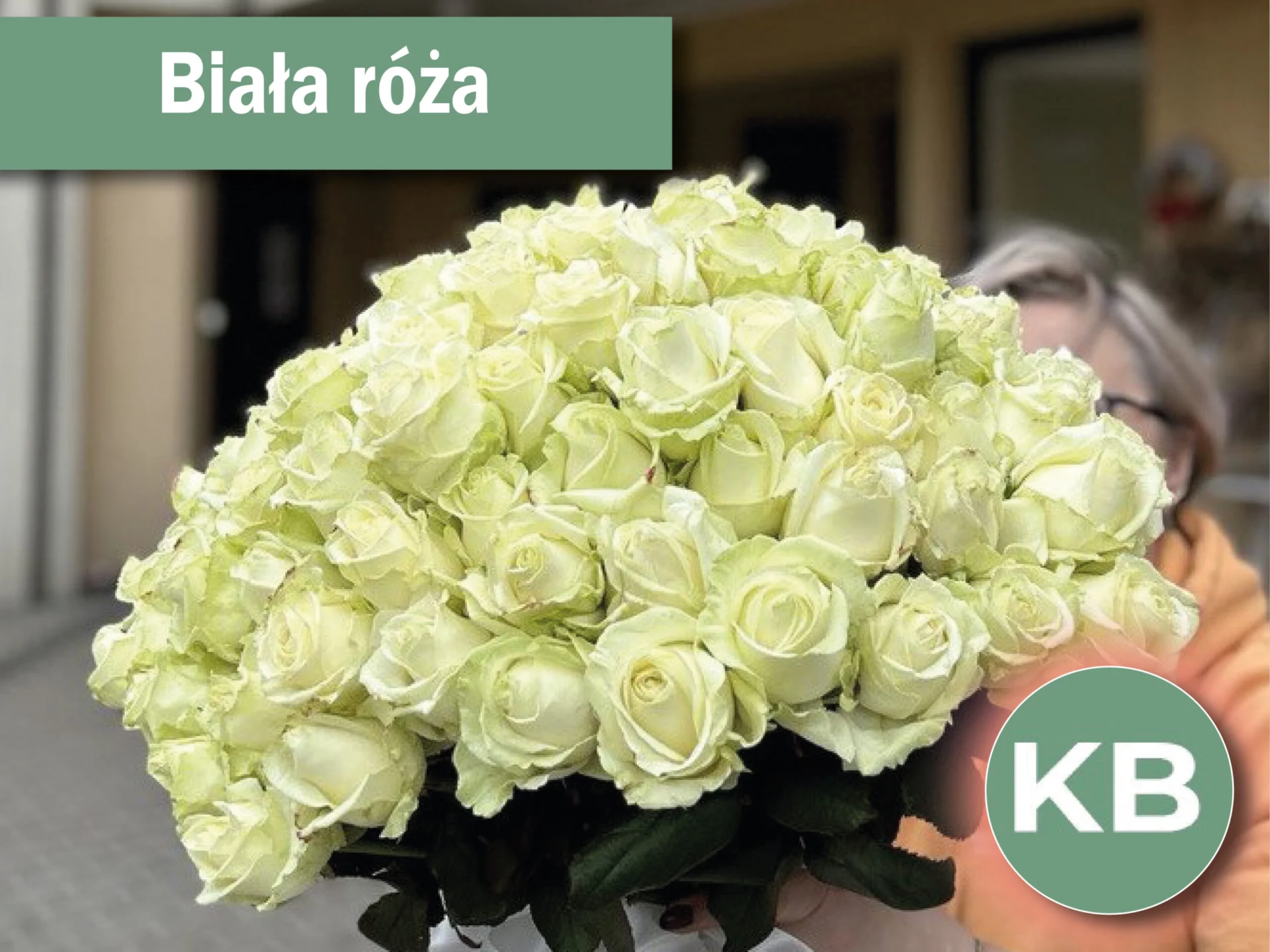 Biała róża