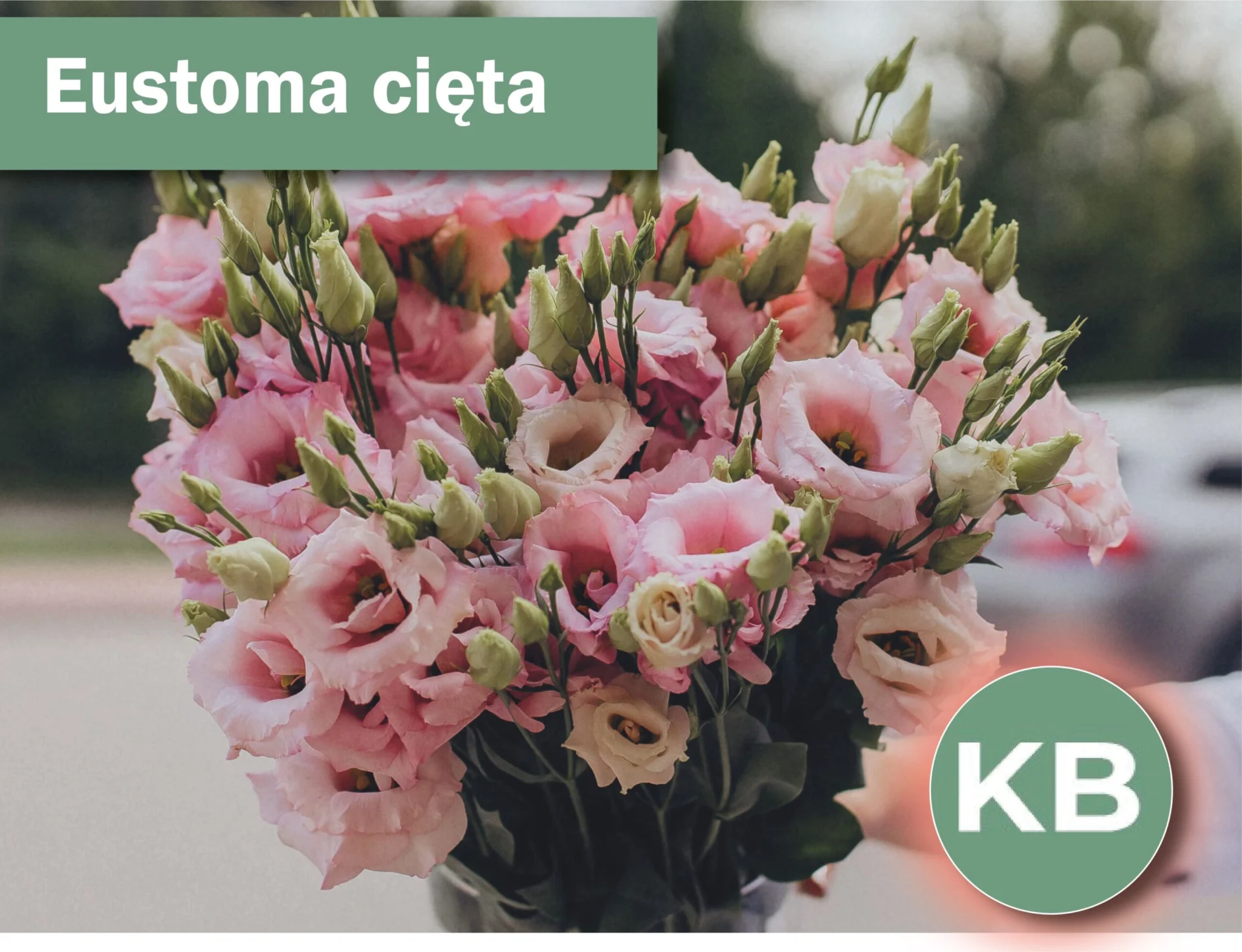 Eustoma cięta