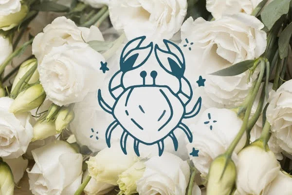 Białe eustomy – zodiakalne kwiaty znaku Rak symbolizujące czułość i delikatność