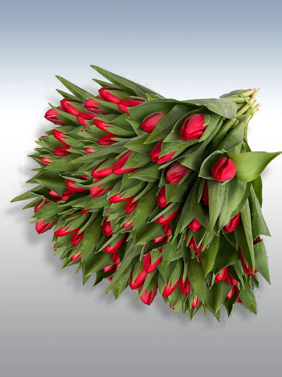 Tulipany czerwone 75 szt - bukiet