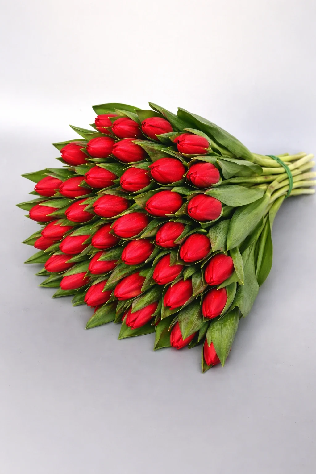 tulipany czerwone 50 szt