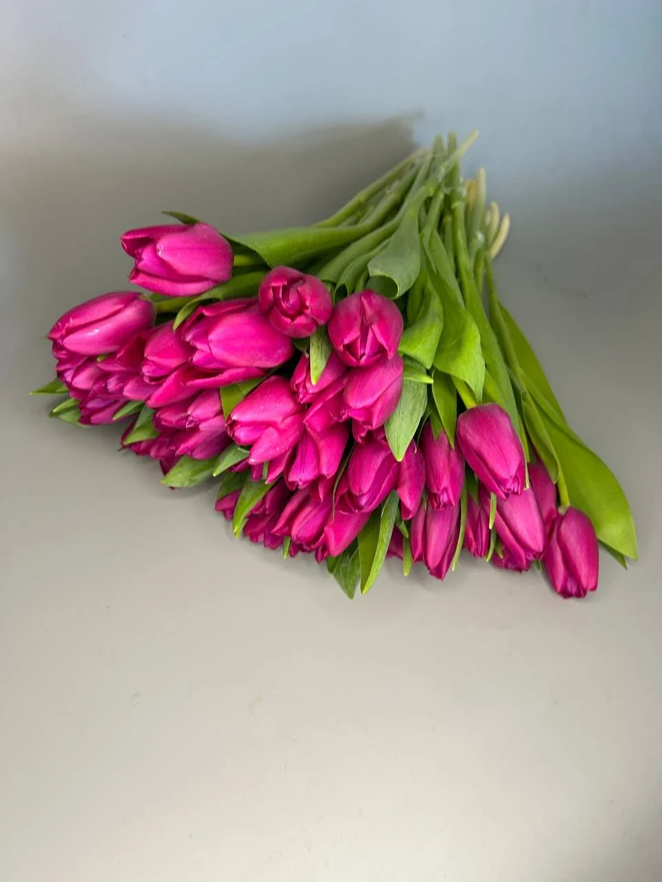 Tulipany różowe 25szt