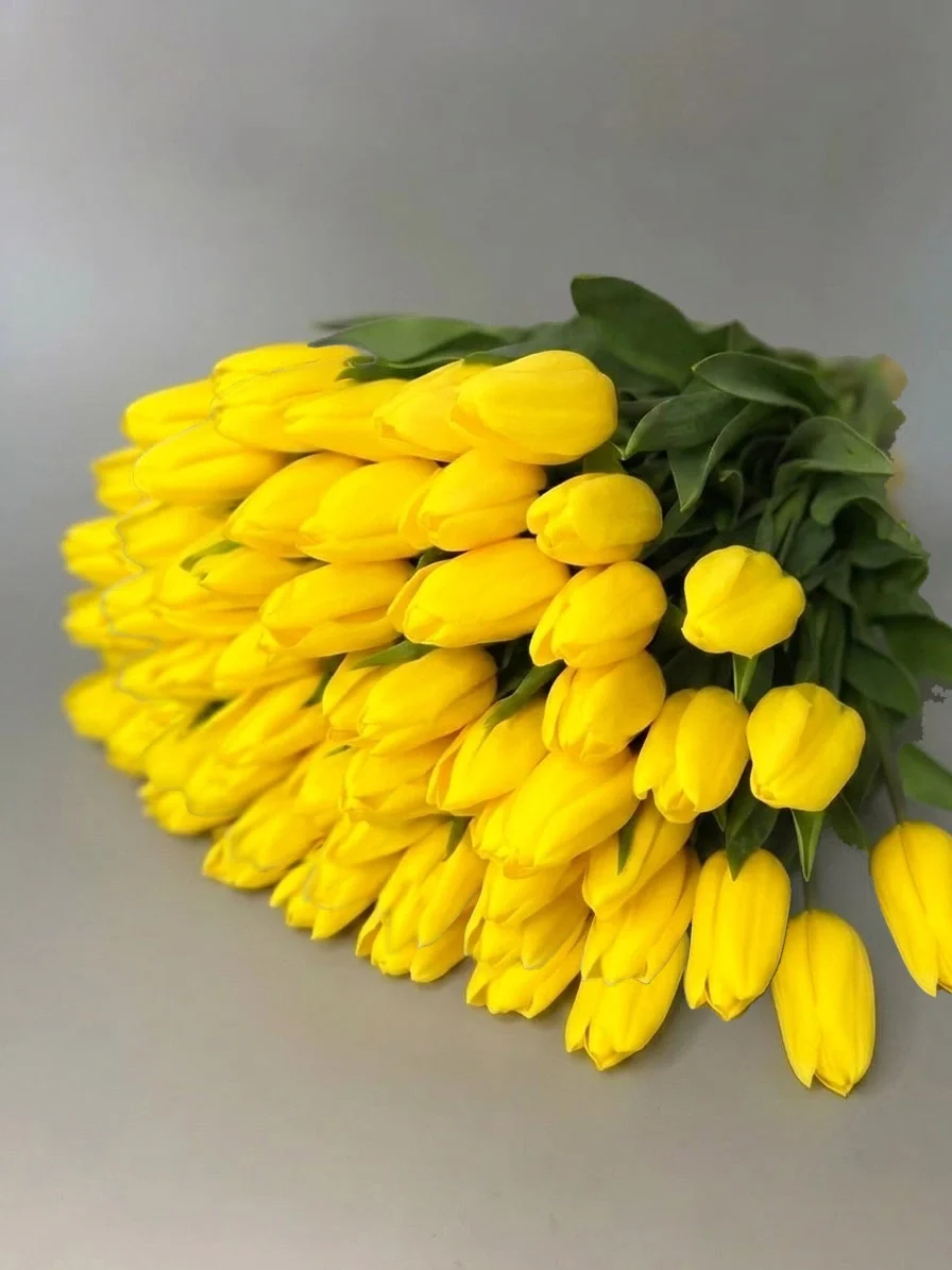 Żółte tulipany - 75 szt